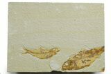 Limestone with Two Fossil Fish (Knightia) - Wyoming #349632-1